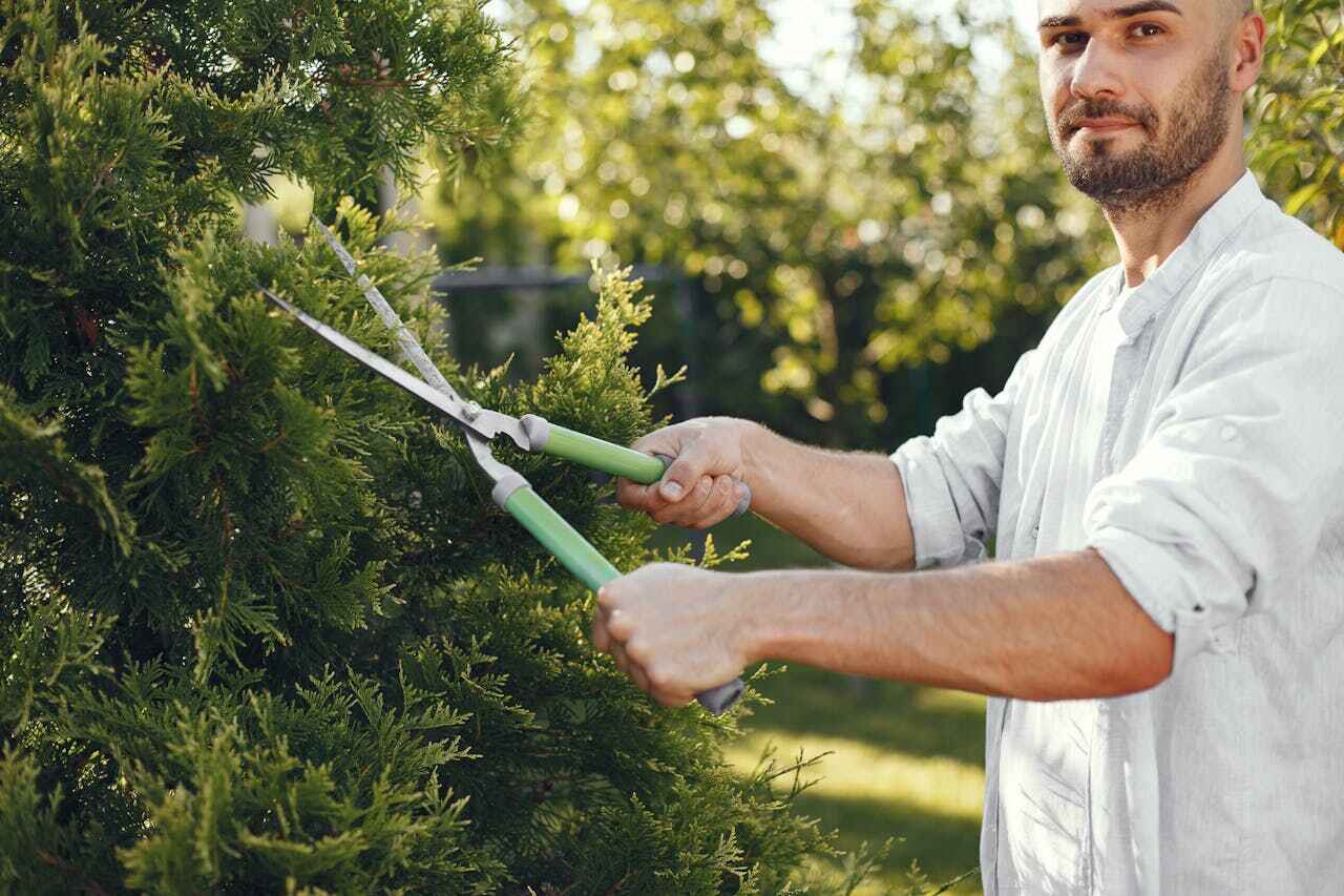 Palm Tree Trimming